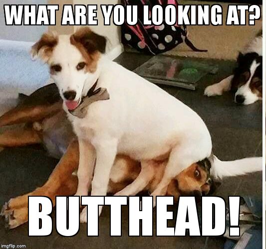 Butthead | WHAT ARE YOU LOOKING AT? BUTTHEAD! | image tagged in butthead | made w/ Imgflip meme maker
