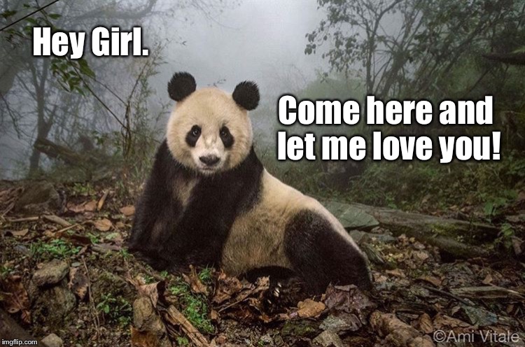 Hey Girl. Come here and let me love you! | image tagged in panda love | made w/ Imgflip meme maker