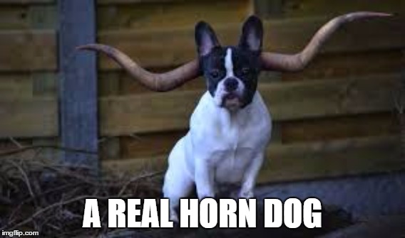 A REAL HORN DOG | made w/ Imgflip meme maker
