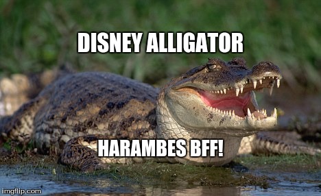 Alligator | DISNEY ALLIGATOR; HARAMBES BFF! | image tagged in alligator | made w/ Imgflip meme maker