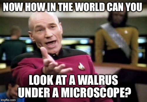 Picard Wtf Meme | NOW HOW IN THE WORLD CAN YOU LOOK AT A WALRUS UNDER A MICROSCOPE? | image tagged in memes,picard wtf | made w/ Imgflip meme maker