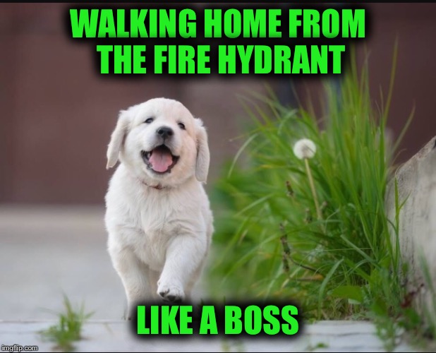 Met a sweet schnauzer, did my business, ate some grass, all in all... It's a good day | WALKING HOME FROM THE FIRE HYDRANT; LIKE A BOSS | image tagged in memes,cute puppies,like a boss | made w/ Imgflip meme maker