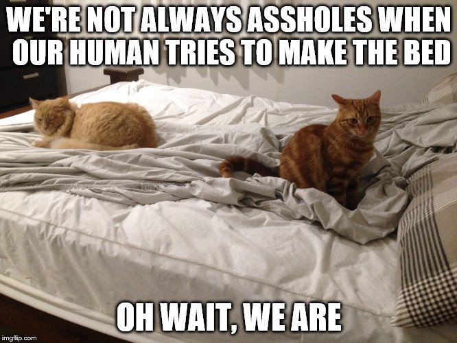 WE'RE NOT ALWAYS ASSHOLES WHEN OUR HUMAN TRIES TO MAKE THE BED; OH WAIT, WE ARE | image tagged in cats,asshole cats,chores | made w/ Imgflip meme maker