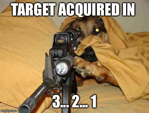 Sniper Dog | TARGET ACQUIRED IN 3... 2... 1 | image tagged in sniper dog | made w/ Imgflip meme maker
