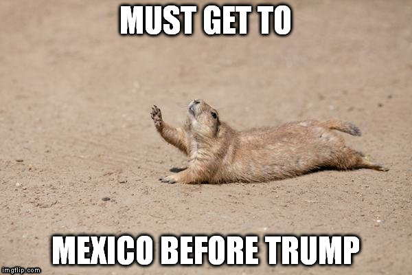 MUST GET TO; MEXICO BEFORE TRUMP | image tagged in trump | made w/ Imgflip meme maker