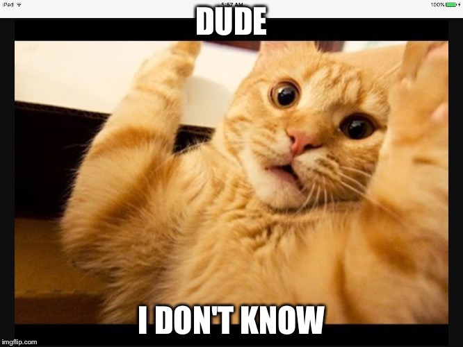 DUDE; I DON'T KNOW | image tagged in idk cat | made w/ Imgflip meme maker