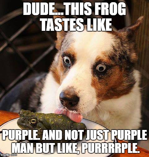 Purple tastes like how polka dots with ketchup smell. | DUDE...THIS FROG TASTES LIKE; PURPLE. AND NOT JUST PURPLE MAN BUT LIKE, PURRRRPLE. | image tagged in acid,wow,yumz | made w/ Imgflip meme maker
