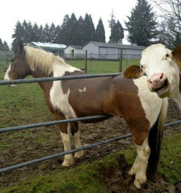 Horse in fence Blank Meme Template