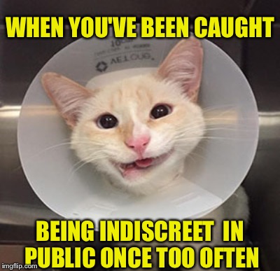 Arrested For Public Lewdity | WHEN YOU'VE BEEN CAUGHT; BEING INDISCREET  IN PUBLIC ONCE TOO OFTEN | image tagged in funny cat | made w/ Imgflip meme maker