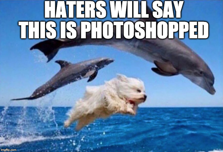 Pic taken last summer | HATERS WILL SAY THIS IS PHOTOSHOPPED | image tagged in dog swims with dolphins,haters gonna hate,dog,dolphins,photoshop,iwanttobebacon | made w/ Imgflip meme maker