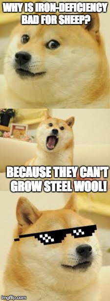 Terrible joke | WHY IS IRON-DEFICIENCY BAD FOR SHEEP? BECAUSE THEY CAN'T GROW STEEL WOOL! | image tagged in bad pun doge | made w/ Imgflip meme maker