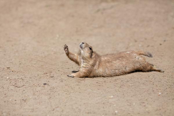 Gopher? Blank Meme Template