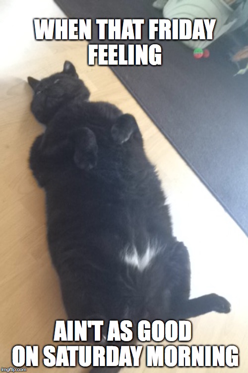 Them feels | WHEN THAT FRIDAY FEELING; AIN'T AS GOOD ON SATURDAY MORNING | image tagged in cats,fridayfeeling,hungover | made w/ Imgflip meme maker