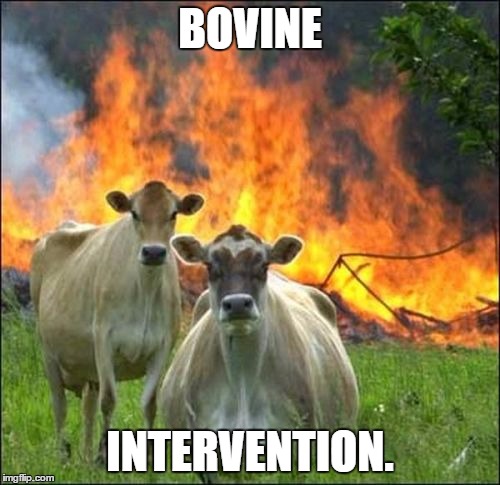 Evil Cows | BOVINE; INTERVENTION. | image tagged in memes,evil cows | made w/ Imgflip meme maker