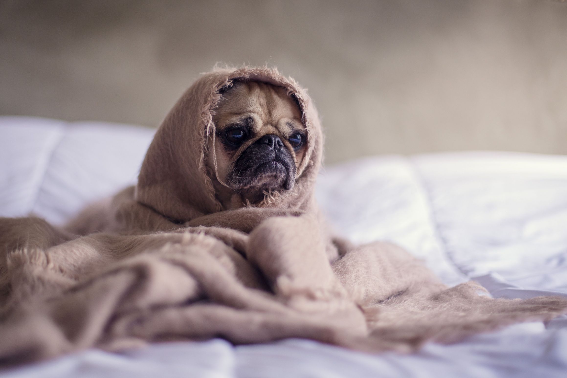 High Quality Burlap Pug of Sorrow Blank Meme Template