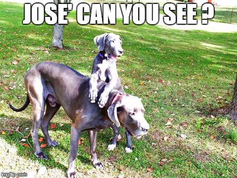 I wonder how many will get this... a stand up dog ! | JOSE' CAN YOU SEE ? | image tagged in 2 dogs,dogs | made w/ Imgflip meme maker