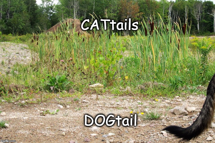 CATtails; DOGtail | image tagged in dogs an cats | made w/ Imgflip meme maker
