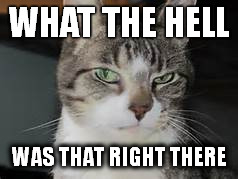 What the Hell | WHAT THE HELL; WAS THAT RIGHT THERE | image tagged in death glare cat | made w/ Imgflip meme maker