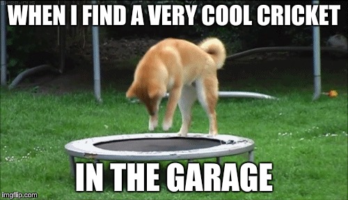 WHEN I FIND A VERY COOL CRICKET; IN THE GARAGE | image tagged in dat pounce,amazing dog | made w/ Imgflip meme maker