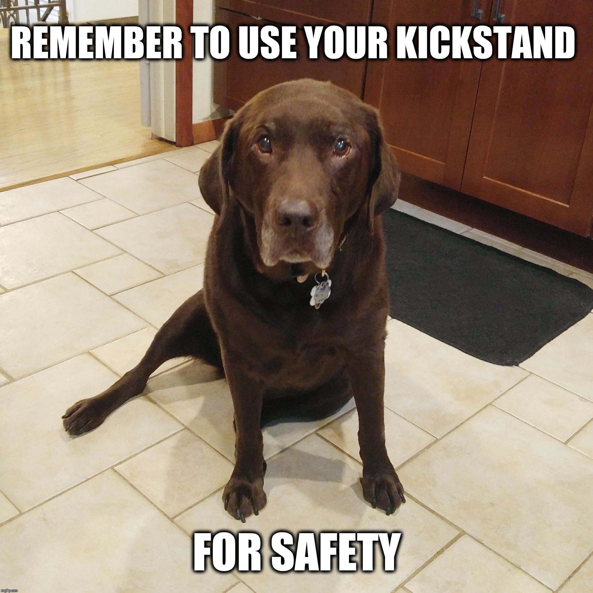Safety first  | REMEMBER TO USE YOUR KICKSTAND; FOR SAFETY | image tagged in nestle the chocolate lab,safety first,cute dogs,funny dog memes,labrador,kickstand | made w/ Imgflip meme maker