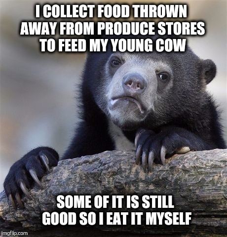 See RWT's young cow...in the comments. | I COLLECT FOOD THROWN AWAY FROM PRODUCE STORES TO FEED MY YOUNG COW; SOME OF IT IS STILL GOOD SO I EAT IT MYSELF | image tagged in memes,confession bear,food,cow | made w/ Imgflip meme maker