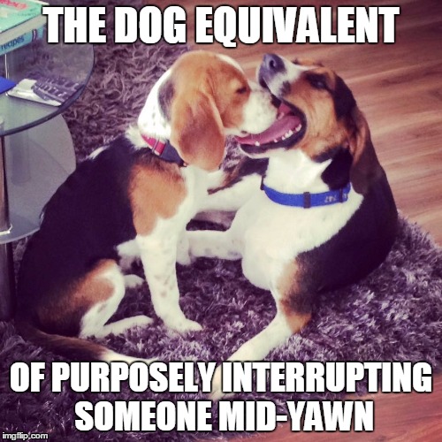 Purposely interrupting a yawn | THE DOG EQUIVALENT; OF PURPOSELY INTERRUPTING SOMEONE MID-YAWN | image tagged in yawn,yawning | made w/ Imgflip meme maker