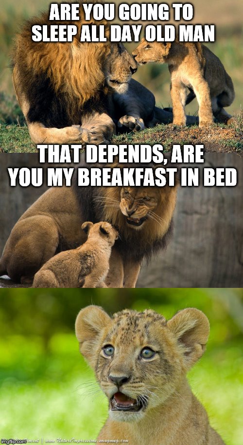 It looks like it could taste like bacon.  | ARE YOU GOING TO SLEEP ALL DAY OLD MAN; THAT DEPENDS, ARE YOU MY BREAKFAST IN BED | image tagged in memes,animals,lions | made w/ Imgflip meme maker