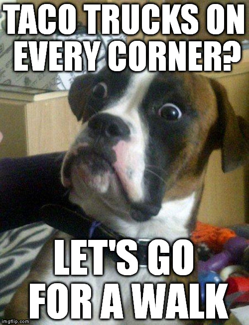 Taco Trucks On Every Corner | TACO TRUCKS ON EVERY CORNER? LET'S GO FOR A WALK | image tagged in blankie the shocked dog,tacos,taco trucks on every corner,donald trump,trump supporters | made w/ Imgflip meme maker