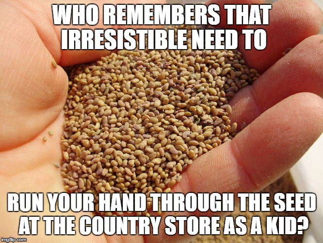 hay seed  | WHO REMEMBERS THAT IRRESISTIBLE NEED TO; RUN YOUR HAND THROUGH THE SEED AT THE COUNTRY STORE AS A KID? | image tagged in throwback | made w/ Imgflip meme maker