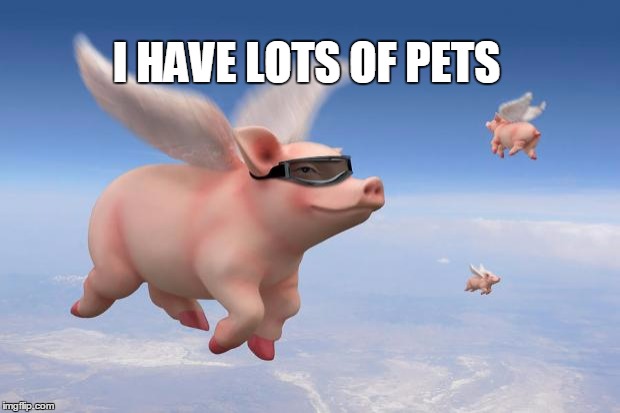 flying pigs | I HAVE LOTS OF PETS | image tagged in flying pigs | made w/ Imgflip meme maker