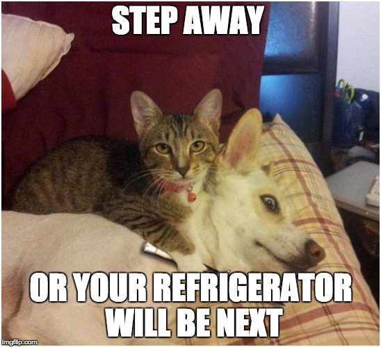 Warning killer cat | STEP AWAY; OR YOUR REFRIGERATOR WILL BE NEXT | image tagged in warning killer cat | made w/ Imgflip meme maker