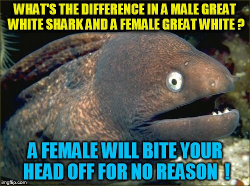 Bad Joke Eel | WHAT'S THE DIFFERENCE IN A MALE GREAT WHITE SHARK AND A FEMALE GREAT WHITE ? A FEMALE WILL BITE YOUR HEAD OFF FOR NO REASON  ! | image tagged in memes,bad joke eel | made w/ Imgflip meme maker