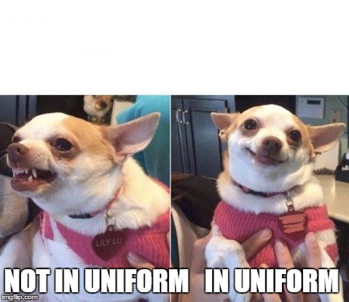 angry chihuahua happy chihuahua | NOT IN UNIFORM   IN UNIFORM | image tagged in angry chihuahua happy chihuahua | made w/ Imgflip meme maker