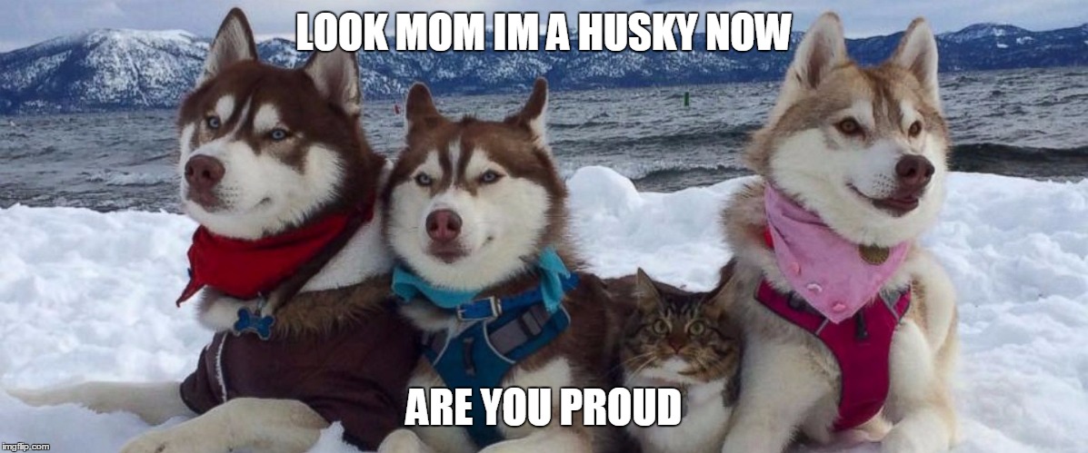 im cat husky | LOOK MOM IM A HUSKY NOW; ARE YOU PROUD | image tagged in memes,cat,dogs | made w/ Imgflip meme maker