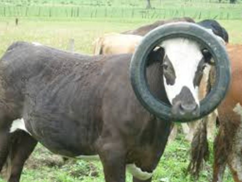 Cow tire Blank Meme Template