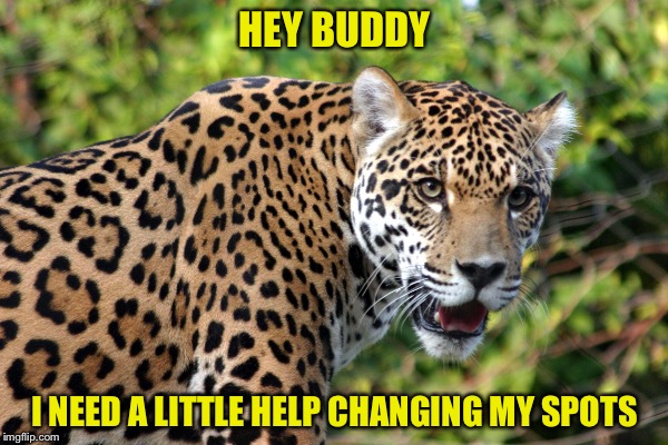 He Can't Do It By Himself | HEY BUDDY; I NEED A LITTLE HELP CHANGING MY SPOTS | image tagged in leopard | made w/ Imgflip meme maker