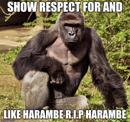 SHOW RESPECT FOR AND; LIKE HARAMBE R.I.P HARAMBE | image tagged in harambe | made w/ Imgflip meme maker