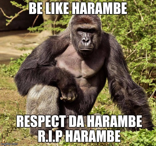 BE LIKE HARAMBE; RESPECT DA HARAMBE R.I.P HARAMBE | image tagged in harambe | made w/ Imgflip meme maker