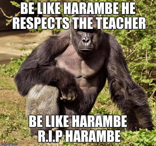 BE LIKE HARAMBE HE RESPECTS THE TEACHER; BE LIKE HARAMBE R.I.P HARAMBE | image tagged in harambe | made w/ Imgflip meme maker