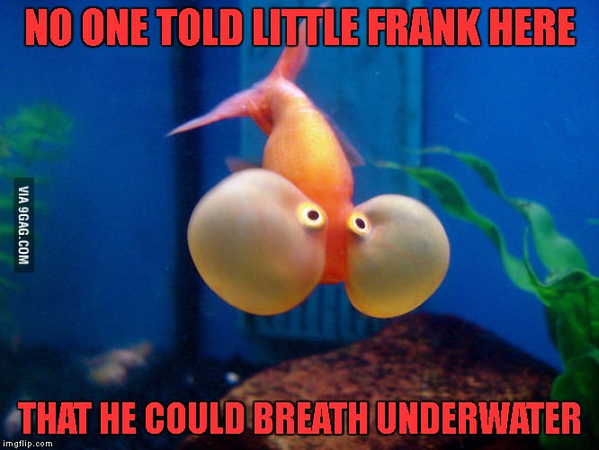 Stupid Fish | NO ONE TOLD LITTLE FRANK HERE; THAT HE COULD BREATH UNDERWATER | image tagged in stupid fish | made w/ Imgflip meme maker