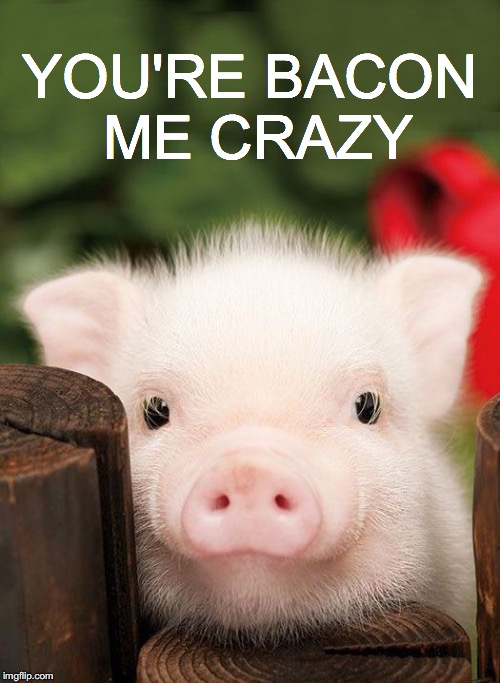 And I like it... | YOU'RE BACON ME CRAZY | image tagged in janey mack meme,piglet,bacon,bacon me crazy,flirt | made w/ Imgflip meme maker