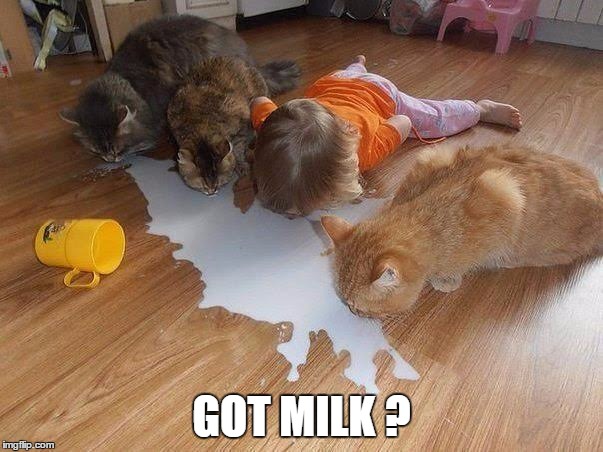 Got milk | GOT MILK ? | image tagged in funny cats | made w/ Imgflip meme maker