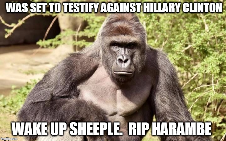 WAS SET TO TESTIFY AGAINST HILLARY CLINTON; WAKE UP SHEEPLE.  RIP HARAMBE | image tagged in harambe,dicksoutforharambe | made w/ Imgflip meme maker