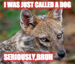 I WAS JUST CALLED A DOG; SERIOUSLY,BRUH | image tagged in seriously | made w/ Imgflip meme maker