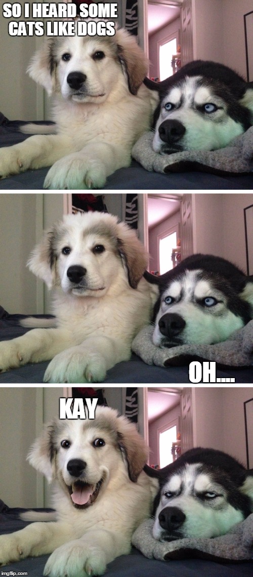 Bad pun dogs | SO I HEARD SOME CATS LIKE DOGS; OH.... KAY | image tagged in bad pun dogs | made w/ Imgflip meme maker