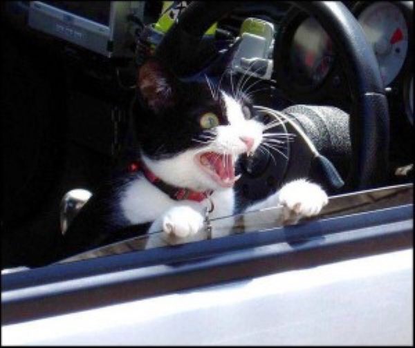 Car cat Blank Meme Template
