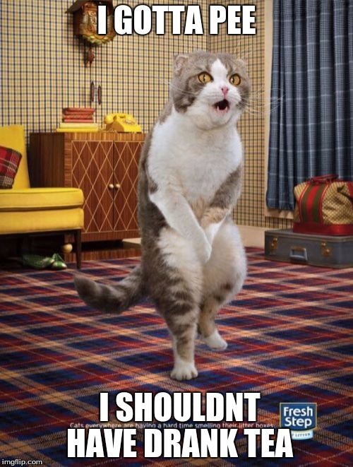Gotta Go Cat | I GOTTA PEE; I SHOULDNT HAVE DRANK TEA | image tagged in memes,gotta go cat | made w/ Imgflip meme maker