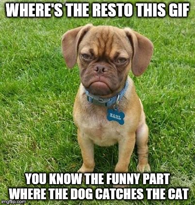 WHERE'S THE RESTO THIS GIF YOU KNOW THE FUNNY PART WHERE THE DOG CATCHES THE CAT | made w/ Imgflip meme maker