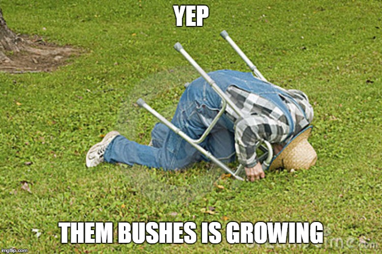 YEP THEM BUSHES IS GROWING | made w/ Imgflip meme maker