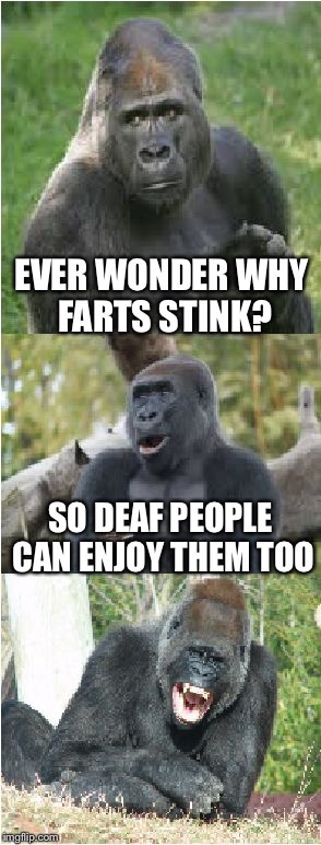 It never gets old... | EVER WONDER WHY FARTS STINK? SO DEAF PEOPLE CAN ENJOY THEM TOO | image tagged in bad pun gorilla,memes,funny,fart jokes,stinky | made w/ Imgflip meme maker